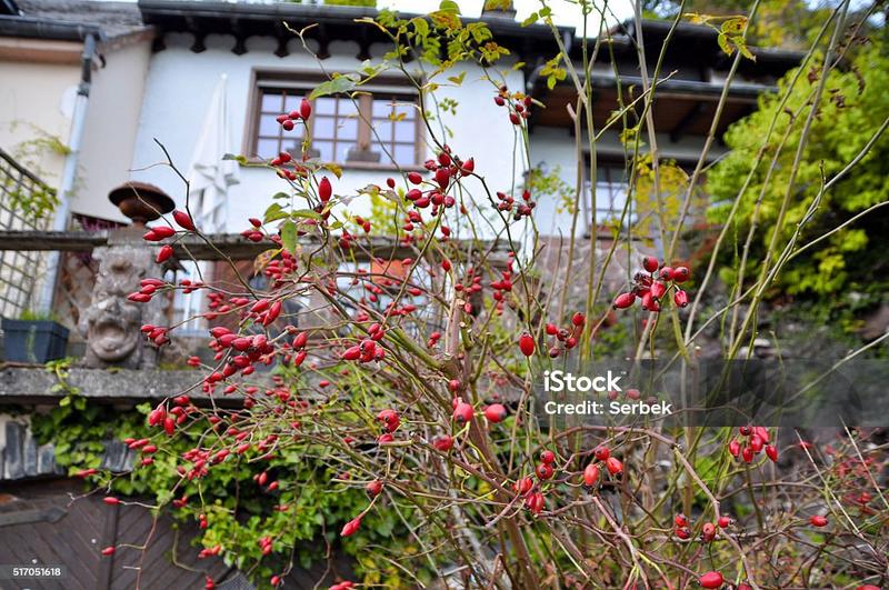 Briar i jej unikalne cechy – odkryj nowe postacie w League of Legends