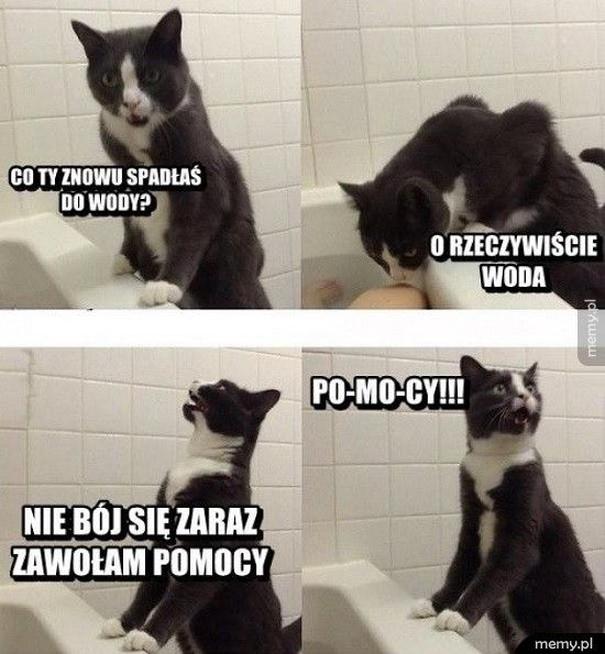 Gry online o kotach